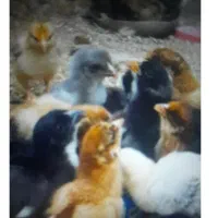 جوجه رسمی