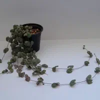 سروپژیا سبز