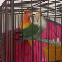 یک جفت طوطی برزیلی