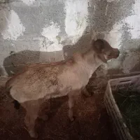 گوساله و..گاو