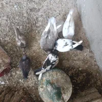 کبوتر کرجی