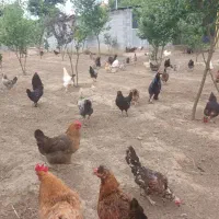 مرغ خروس تخم مرغ تخم اردک بوقلمون
