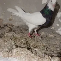 کفتر طوق سور عروسک