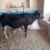 گاو|حیوانات مزرعه|کوهدشت, |دیوار
