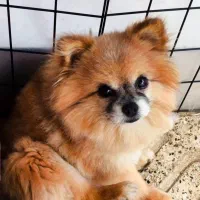 سگ پامر خرسی اصلی