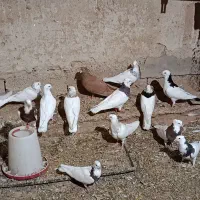 کبوتر طوقی