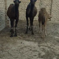 3نفر‌بچه‌شتر‌عالی‌برای‌پروار‌وداشت‌2تانر1نفر‌ماده