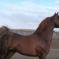 کره نریون وارداتی سن 13 ماه