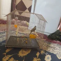 سنخنگو