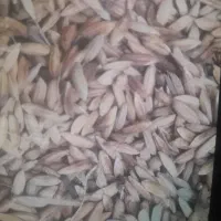 شلتوک بذری شلب