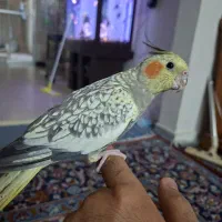 عروس هلندی ماده