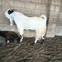 نر بز گلابی