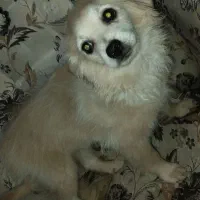 معاوضه توله