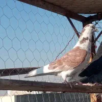 کبوتر۵تا|پرنده|نسیمشهر, |دیوار