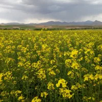 یونجه پرس شده فروشی خالق اباد