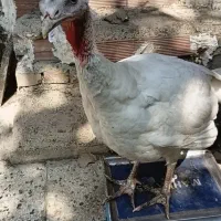 بوقلمون بیوتی