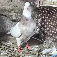 کفتر طوقی