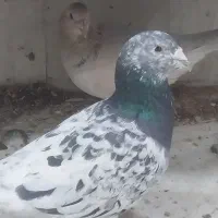 کبوتر