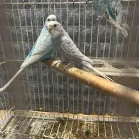مرغ عشق و سهره خاکی