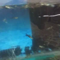 انواع ماهی ها