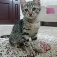 واگذاری 2تابچه گربه 2ماه فوری رایگان