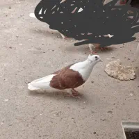سلام کبوتر پشتار