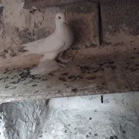 ۶عدد کفتر ۴تابازیدار شدید ۲تا معمولی