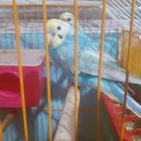 مرغ عشق