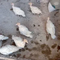 فروش فوری ۷ عدد جوجه بوغلمون بیوتی