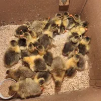 جوجه قوغاز