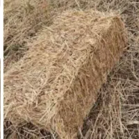 فروش پرس کندم
