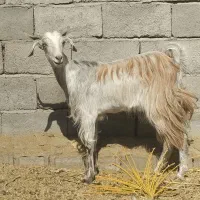 بز جوان