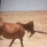اسب|حیوانات مزرعه|سروستان, |دیوار