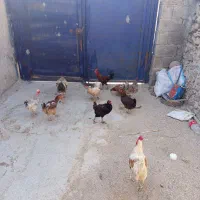 مرغ و خروس و کله خروس محلی