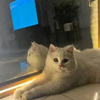 گربه اسکاتیش نروژی دم روباهی