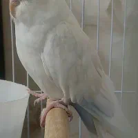 عروس هلندی