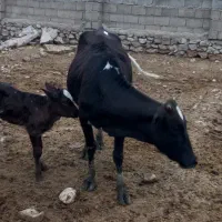 فروش ۴رآس گاو با ۴گوساله