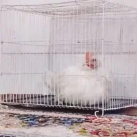 خروس 5ماهه سرحال