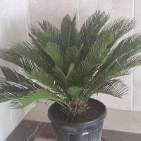 گل سیکاس بسیار زیبا