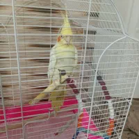 عروس هلندی سخنگو ۵ماهه