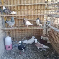 کبوتر|پرنده|باوی, |دیوار