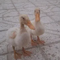 جوجه اردک