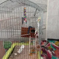 عروس هلندی ماده