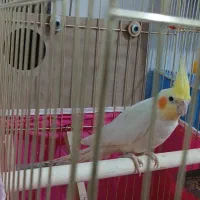 یک جفت عروس هلندی به همراه قفس و تخم