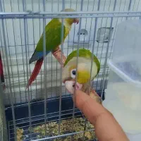 یک جفت گرنچیک.