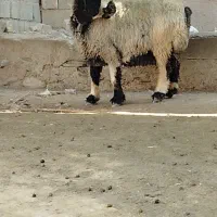 میش بختیاری ایستن