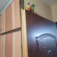 تعدادی طوطی گرینچیک، برزیلی، عروس