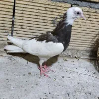 کبوتر جوجه ابلغ