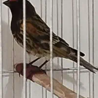 گلبسر جفتی