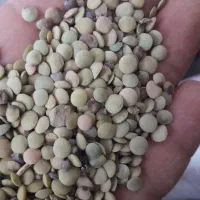 عدس|خوردنی و آشامیدنی|شباب, |دیوار
